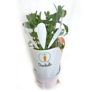 Mėta vazonėlyje 1 vnt